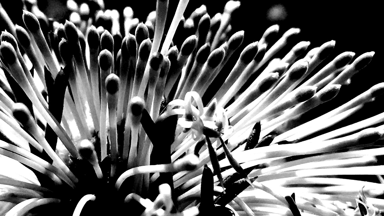 You are currently viewing Botanical_010